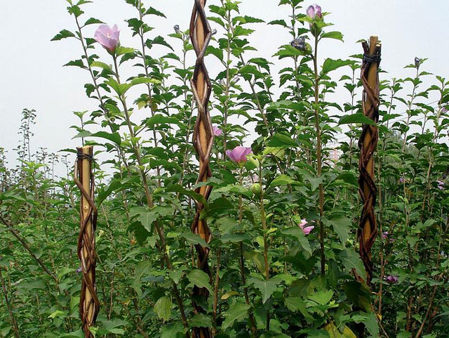 Tyč 160cm STREND PRO Garden Willow proutěná